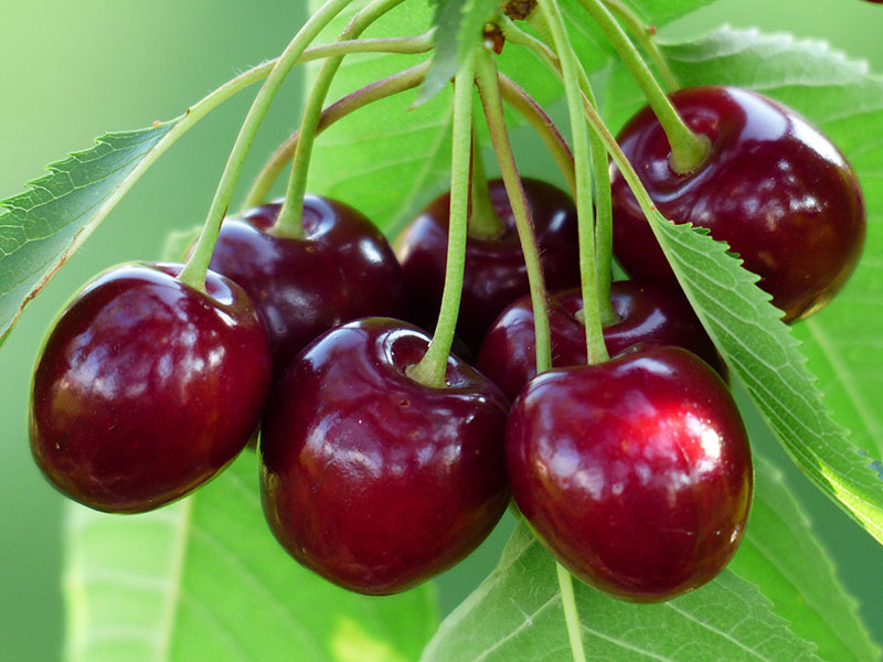 Cherries. Image by Hans Braxmeier from Pixabay